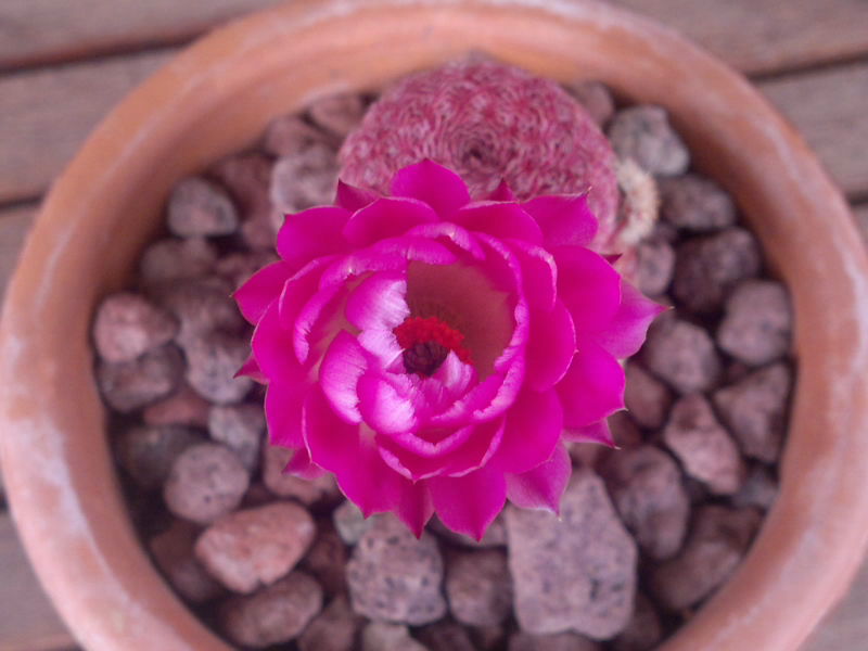 Echinocereus rigidissimus ssp. rubispinus 