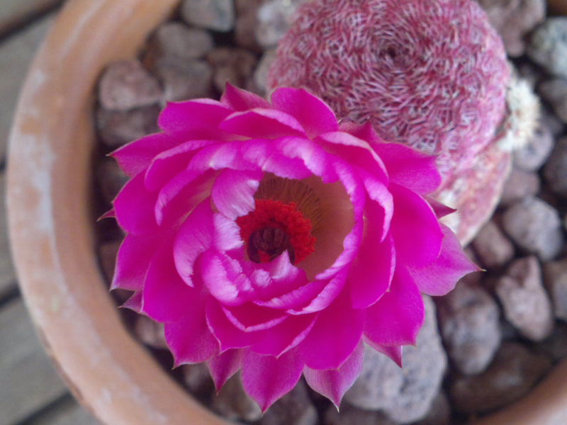 Echinocereus rigidissimus ssp. rubispinus 