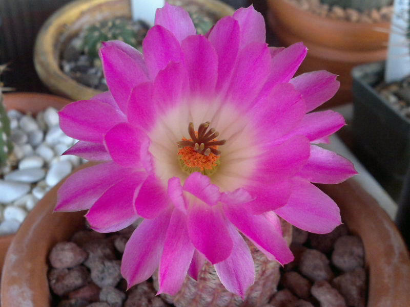 Echinocereus  rigidissimus ssp. rubispinus 