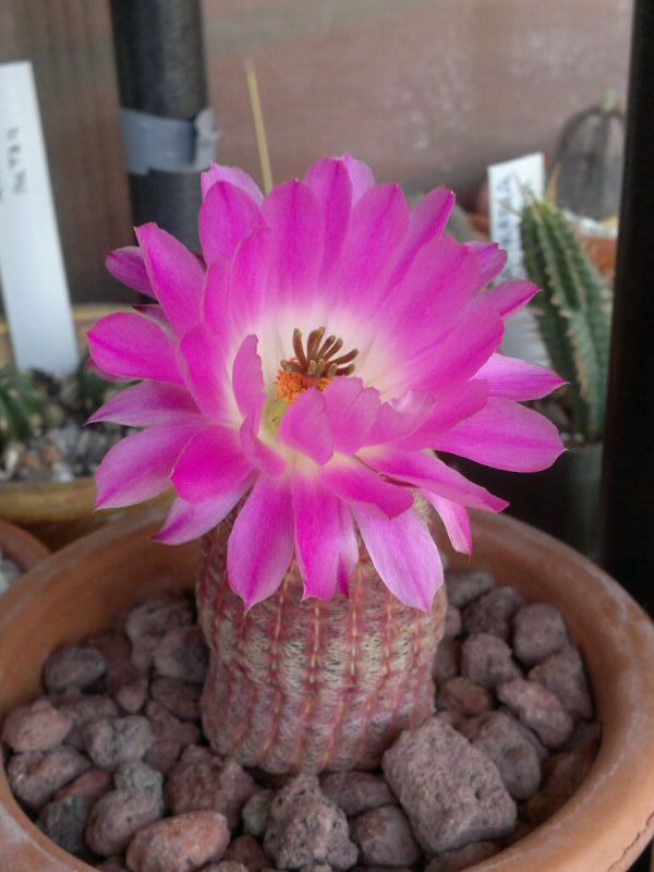 Echinocereus rigidissimus ssp. rubispinus 