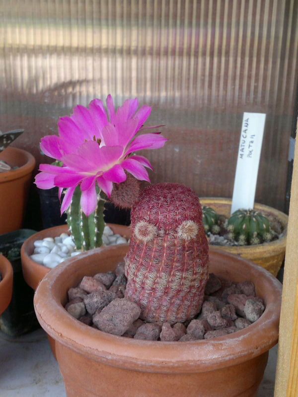 Echinocereus rigidissimus ssp. rubispinus 