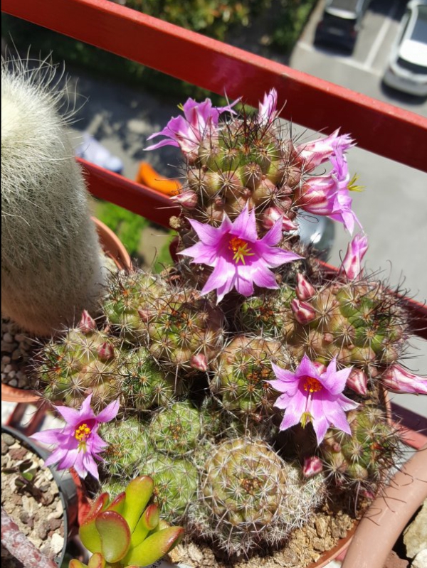 Mammillaria mazatlanensis ssp. patonii 