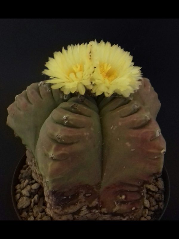 Astrophytum myriostigma f. nudum cv. kikko 