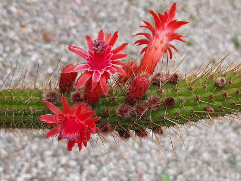 Cleistocactus samaipatanus 