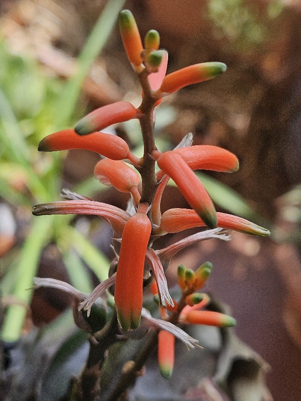 Aloe prostrata 