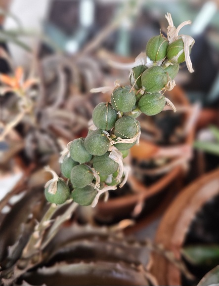 Aloe prostrata 