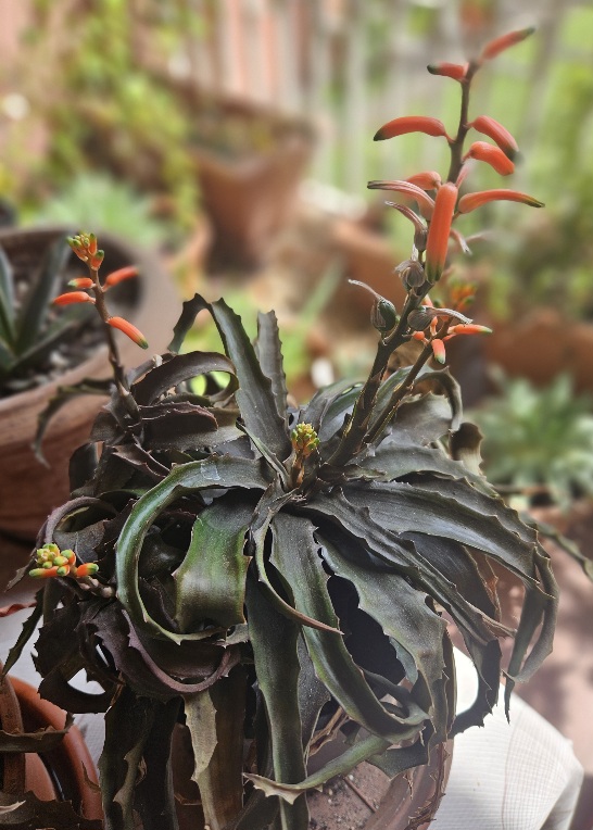 aloe prostrata