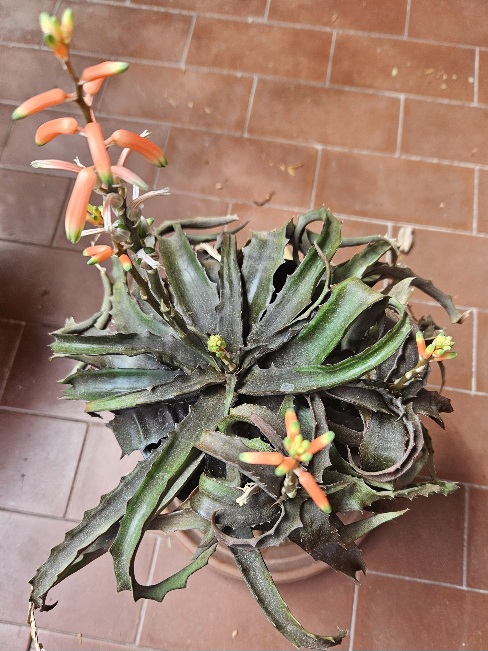 Aloe prostrata 