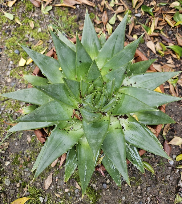 Aloe polyphylla 