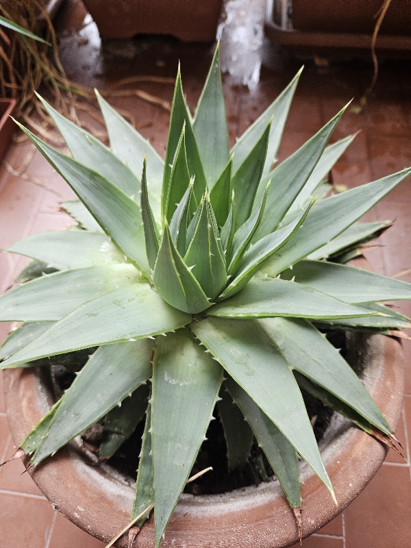 Aloe polyphylla 