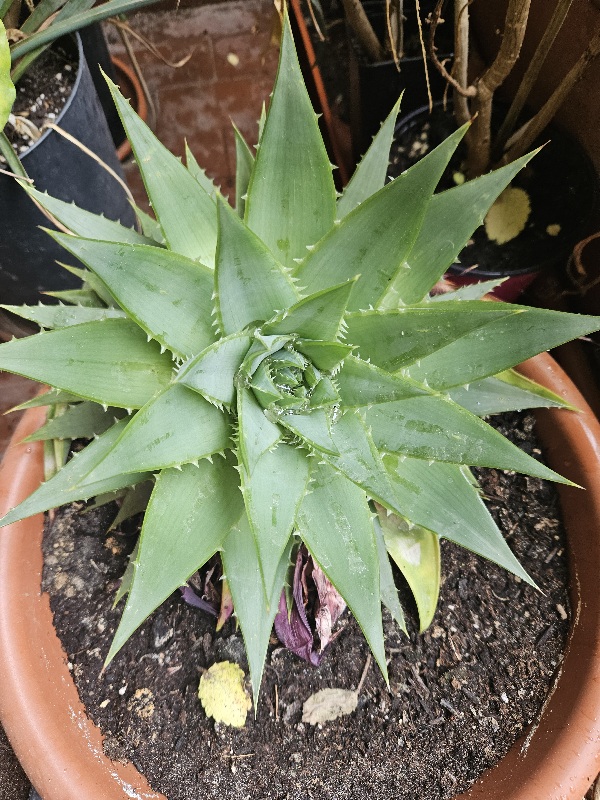 aloe polyphylla