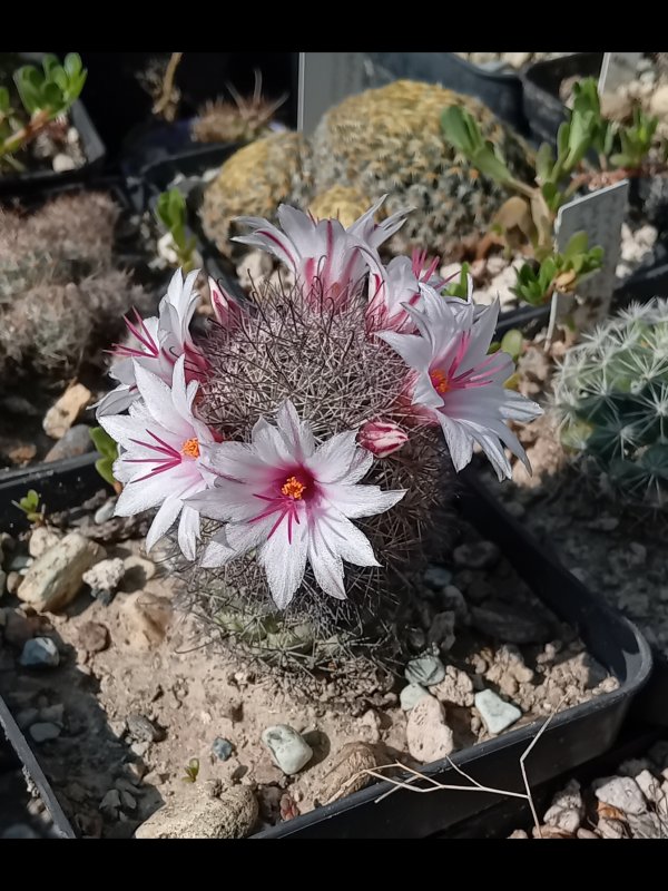 mammillaria fraileana