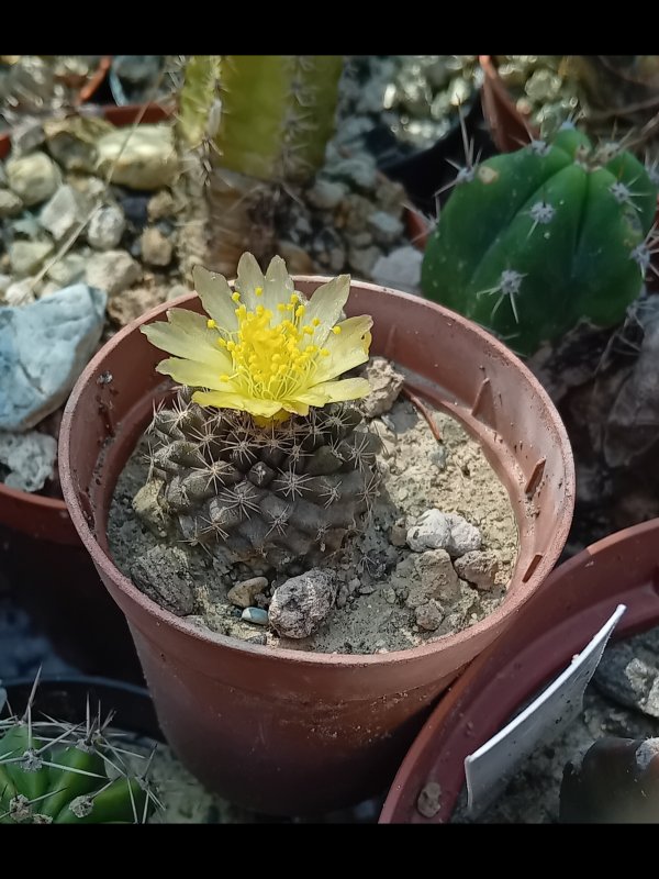 copiapoa humilis ssp. tenuissima