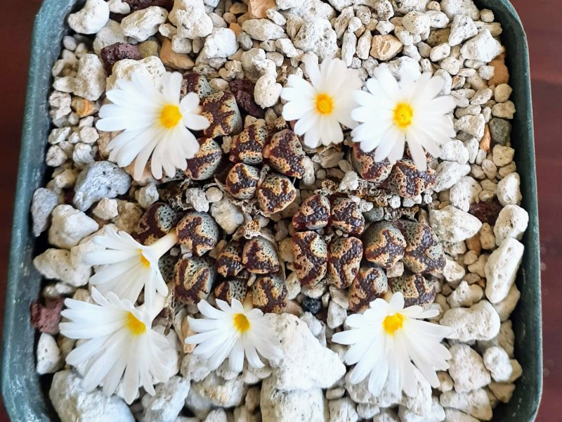 conophytum pellucidum terricolor