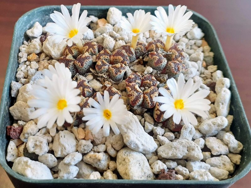 Conophytum pellucidum terricolor 