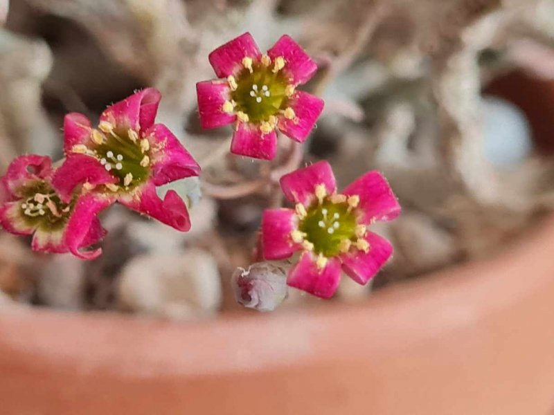 Tylecodon schaeferianus 