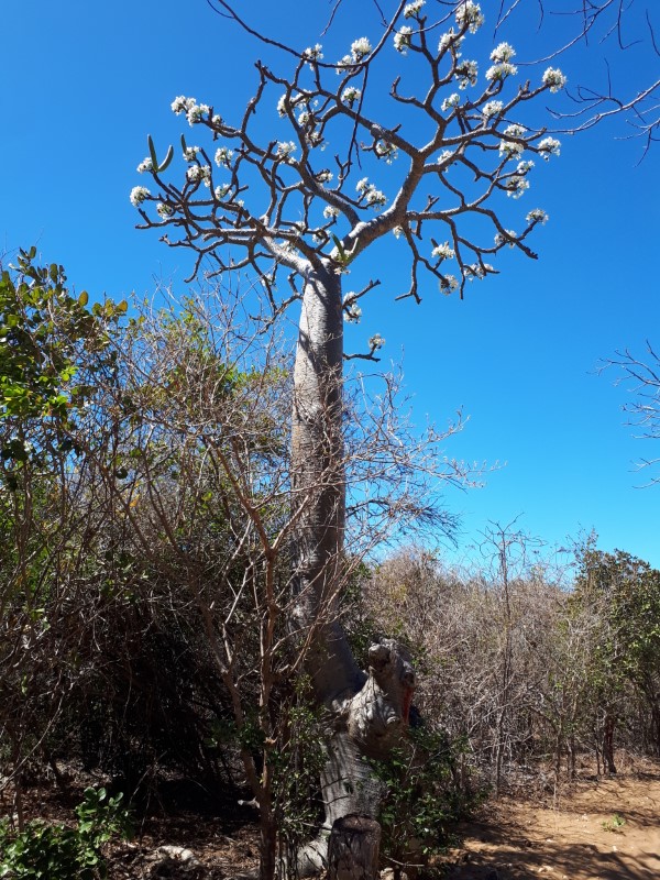 pachypodium rutenbergianum