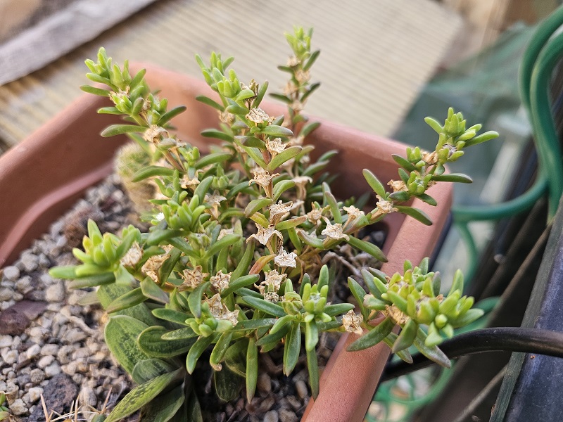Delosperma napiforme 