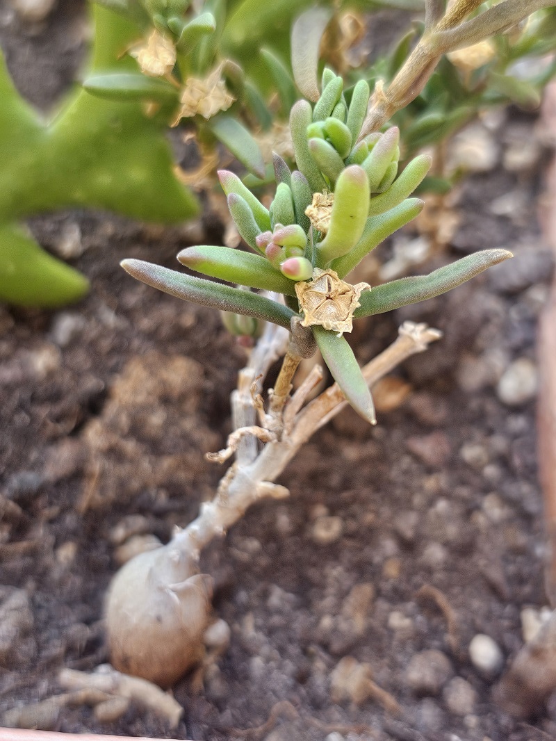 Delosperma napiforme 