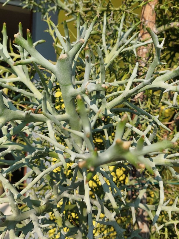 euphorbia stenoclada ssp. ambatofinandranae