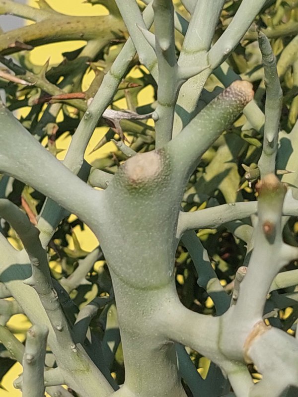 Euphorbia stenoclada ssp. ambatofinandranae 