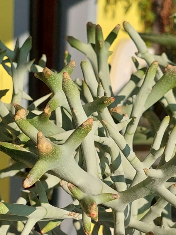 Euphorbia stenoclada ssp. ambatofinandranae 