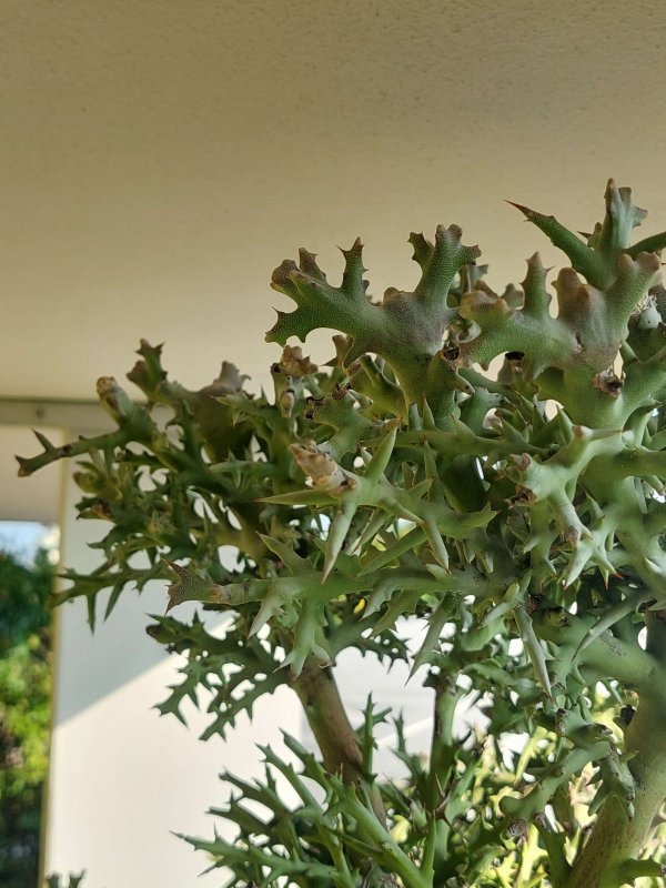 Euphorbia stenoclada 