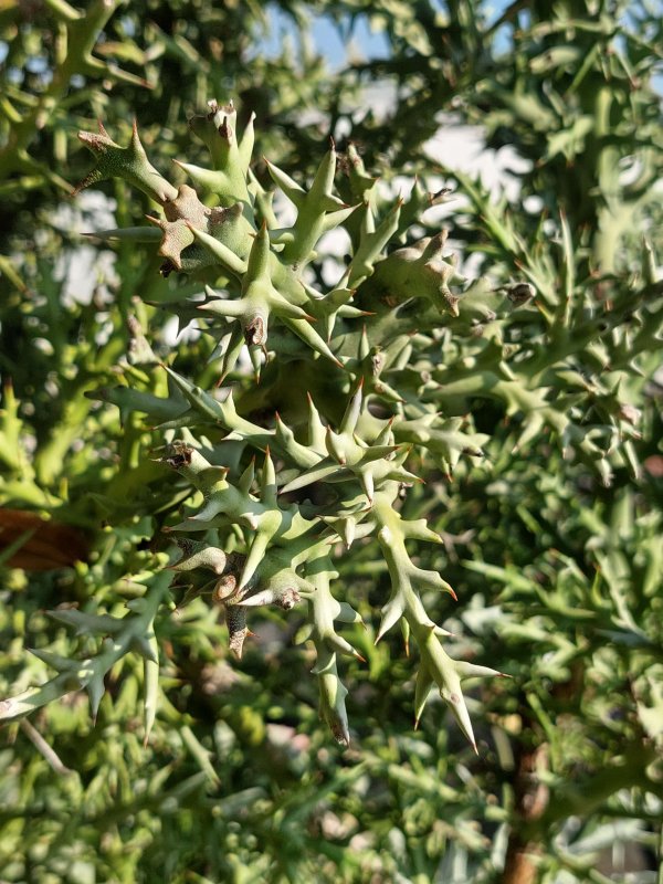Euphorbia stenoclada 