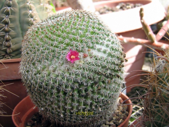 Mammillaria crucigera 