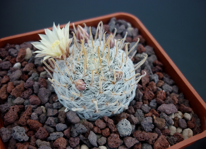 Mammillaria nana ssp. duwei 