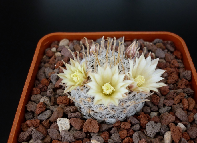 Mammillaria nana ssp. duwei 