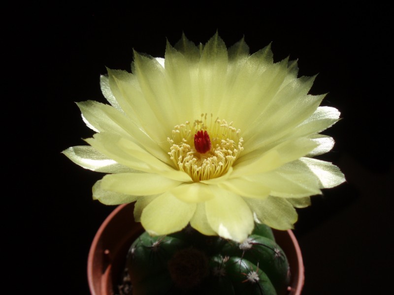 Parodia ottonis 