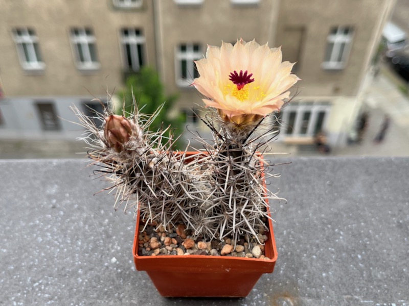austrocactus praecox