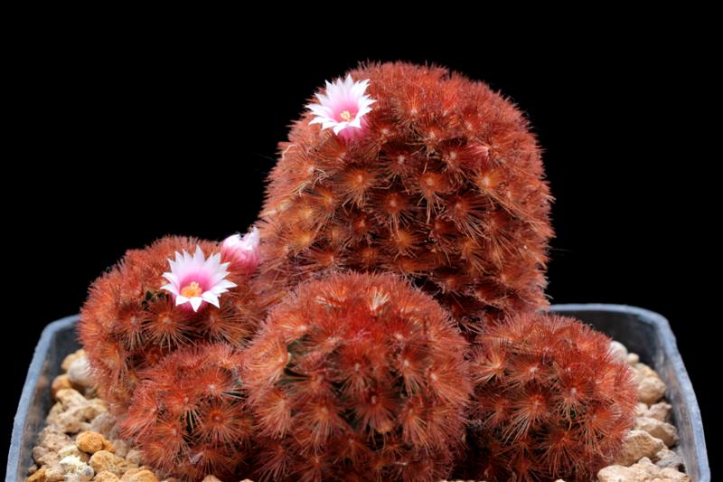 Mammillaria carmenae cv. rubra 