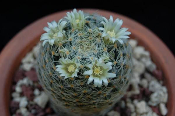 Mammillaria schiedeana ssp. dumetorum 