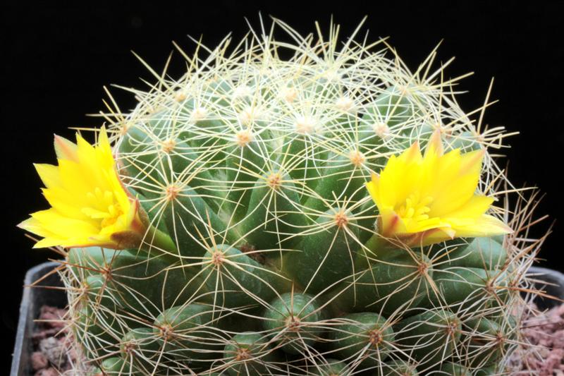 Mammillaria sphaerica 