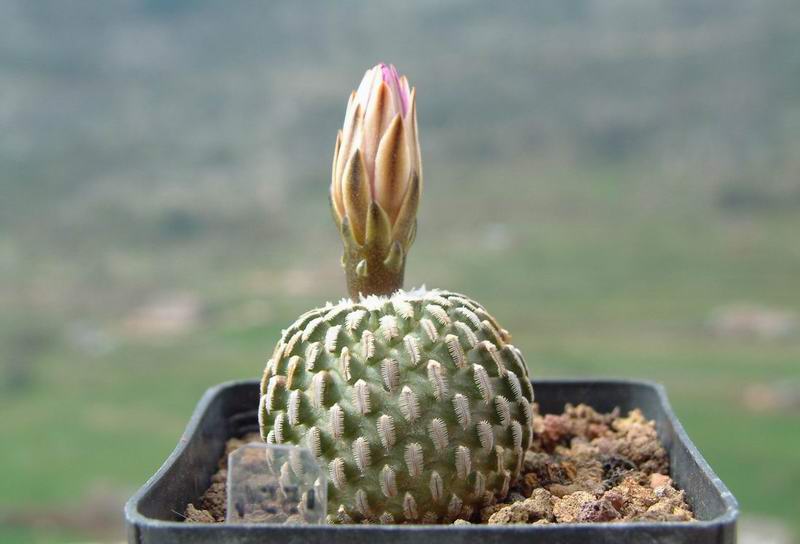 Turbinicarpus pseudopectinatus ssp. jarmilae FPAN 284