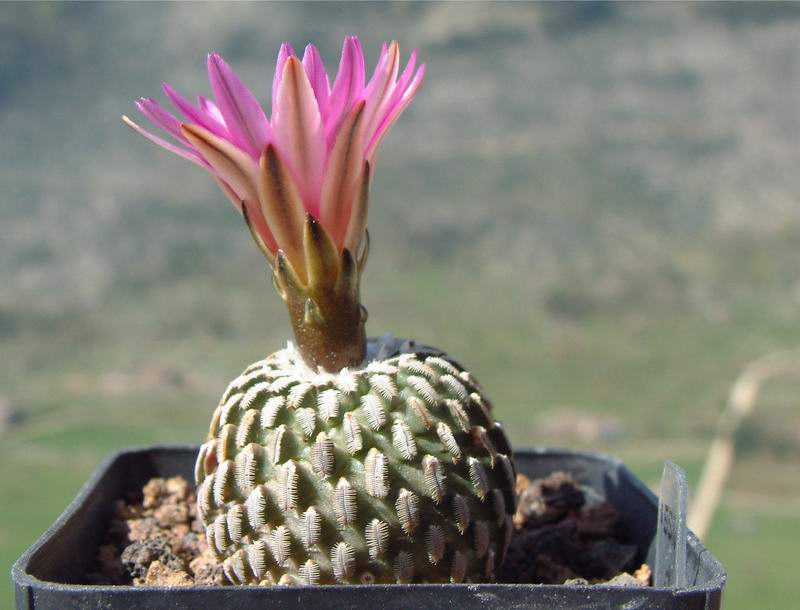 Turbinicarpus pseudopectinatus ssp. jarmilae FPAN 284