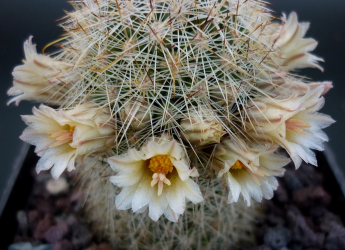 Mammillaria phitauiana SB 1259