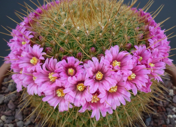 Mammillaria cv. ginsa-maru 