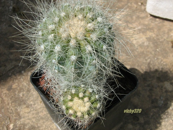 Copiapoa krainziana 