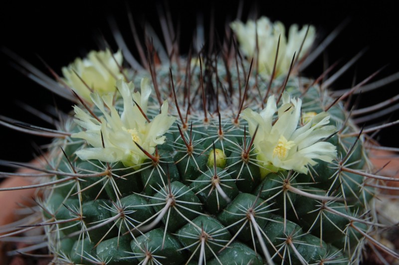 Mammillaria lindsayi 