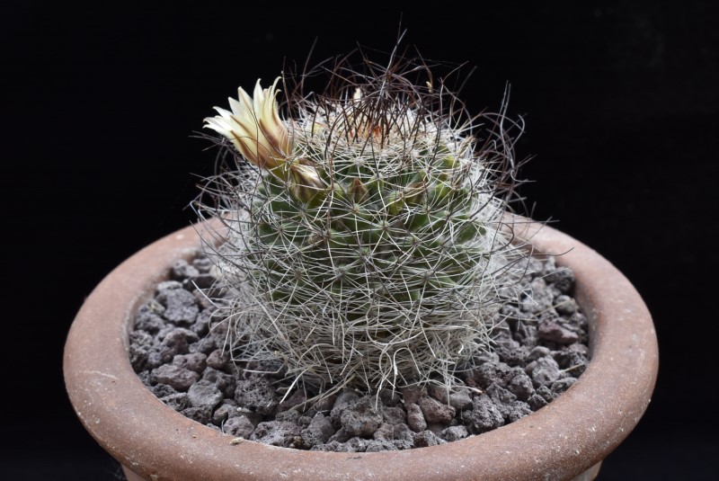 Mammillaria brandegeei ssp. lewisiana 