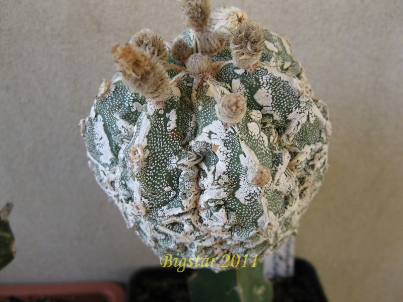 Astrophytum myriostigma cv. hannya fukuryu 