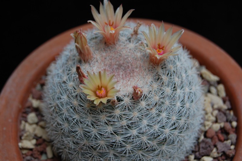 Mammillaria candida v. rosea 