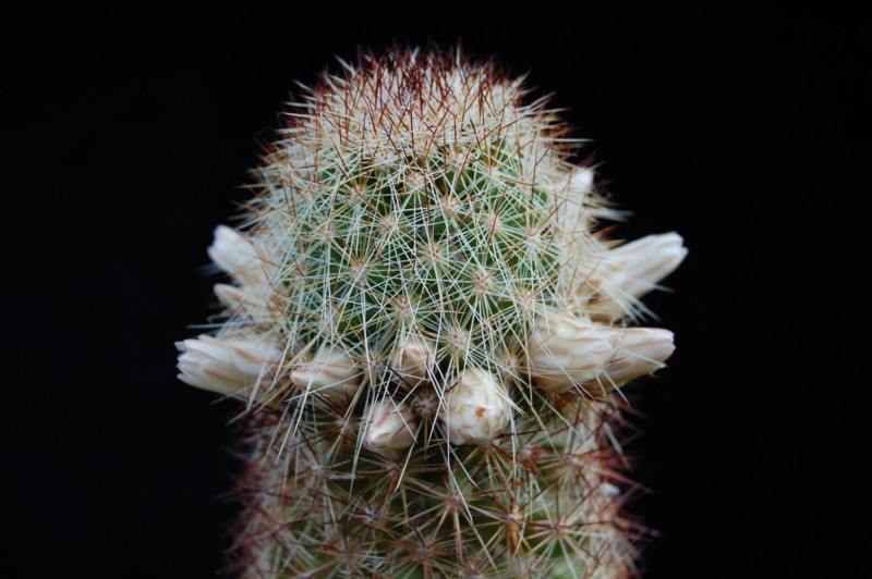 Mammillaria phitauiana 