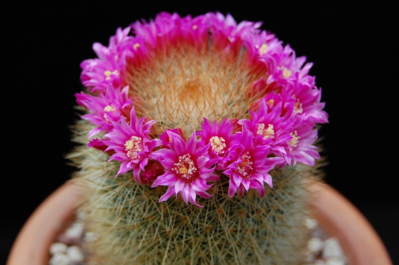 Mammillaria crassior 