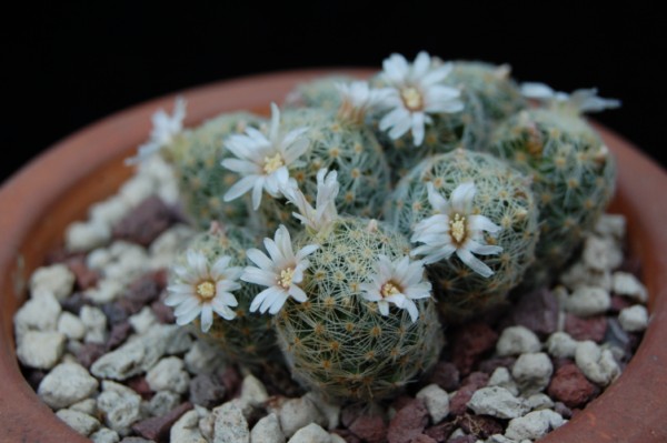 Mammillaria schiedeana ssp. giselae 