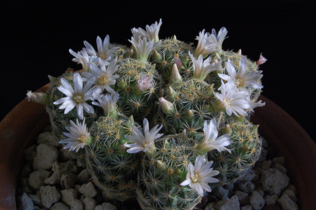 Mammillaria schiedeana ssp. giselae 