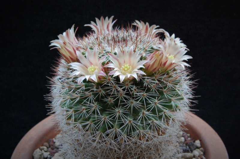 Mammillaria brandegeei ssp. gabbii 